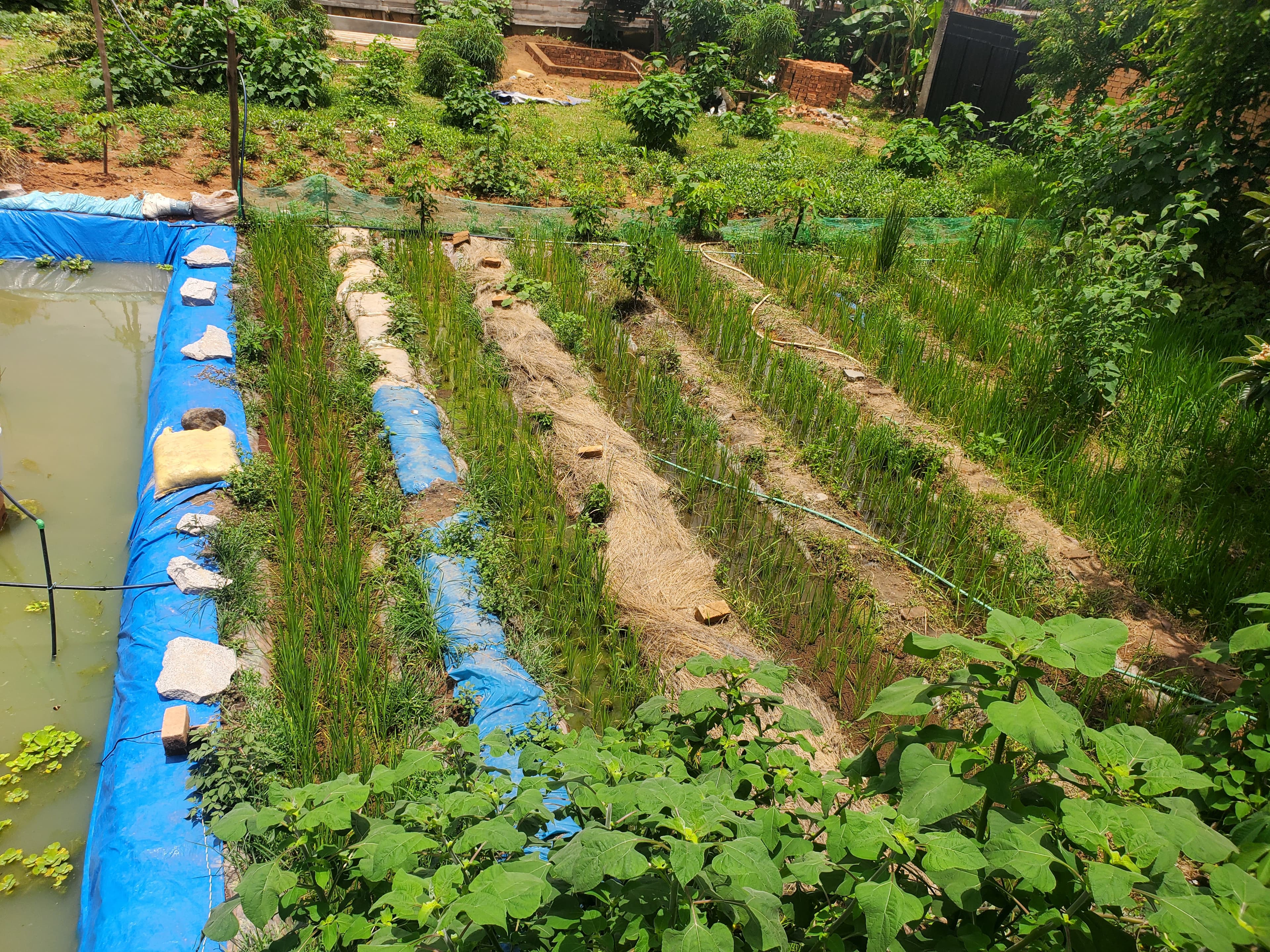 Agroecological farm